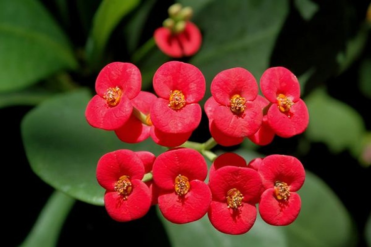 Euphorbia milii © <a href="//commons.wikimedia.org/wiki/User:Ezra_Katz" title="User:Ezra Katz">Ezra Katz</a>