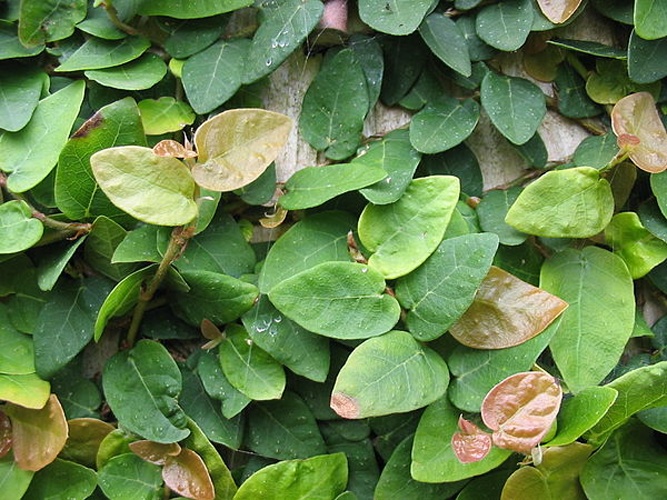 Ficus pumila &copy; <a href="//commons.wikimedia.org/wiki/User:Ixitixel" title="User:Ixitixel">Ixitixel</a>