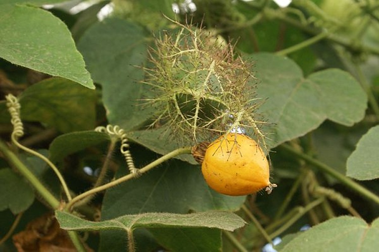 Passiflora foetida © <a href="//commons.wikimedia.org/wiki/User:B.navez" title="User:B.navez">B.navez</a>