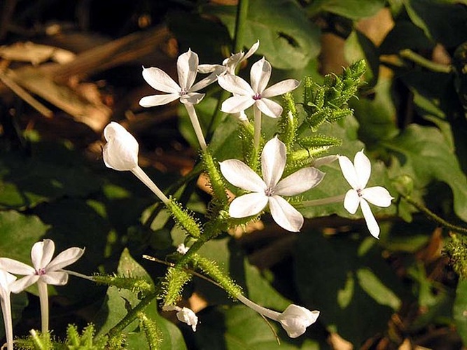 Plumbago zeylanica © Bernard Loison