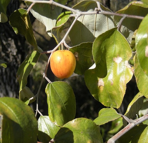 Ziziphus mauritiana © <a href="//commons.wikimedia.org/w/index.php?title=User:Ethel_Aardvark&amp;action=edit&amp;redlink=1" class="new" title="User:Ethel Aardvark (page does not exist)">Ethel Aardvark</a>