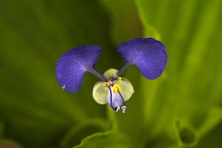 Commelina benghalensis © Herb Pilcher, USDA ARS