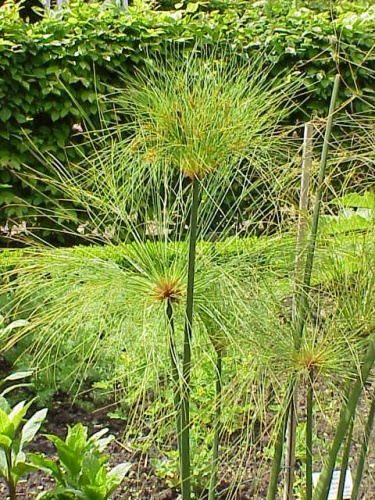 Cyperus papyrus © Kurt Stüber <a rel="nofollow" class="external autonumber" href="http://www.kurtstueber.de/">[1]</a>