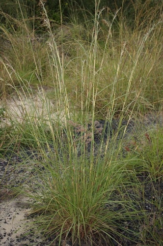 Hyparrhenia rufa © <a rel="nofollow" class="external text" href="https://www.flickr.com/photos/73840284@N04/">Macleay Grass Man</a>