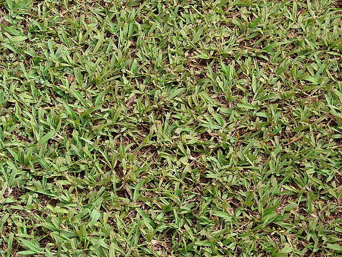 Paspalum conjugatum © <a rel="nofollow" class="external text" href="http://www.hear.org/starr/">Forest &amp; Kim Starr</a>
