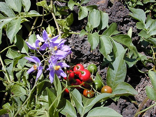 Solanum seaforthianum © <a rel="nofollow" class="external text" href="http://www.hear.org/starr/">Forest &amp; Kim Starr</a>