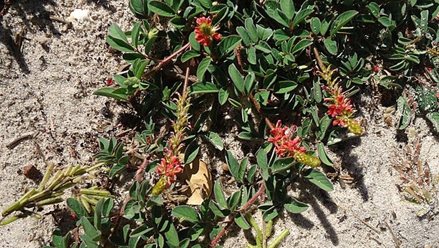 Indigofera hirsuta © <a rel="nofollow" class="external text" href="https://www.flickr.com/people/12589168@N00">Alex Popovkin, Bahia, Brazil</a> from Brazil