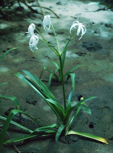 Crinum erubescens © <a href="//commons.wikimedia.org/wiki/User:Franz_Xaver" title="User:Franz Xaver">Franz Xaver</a>