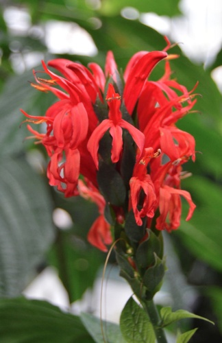 Pachystachys coccinea &copy; <a href="//commons.wikimedia.org/wiki/User:Sesamehoneytart" title="User:Sesamehoneytart">Sesamehoneytart</a>