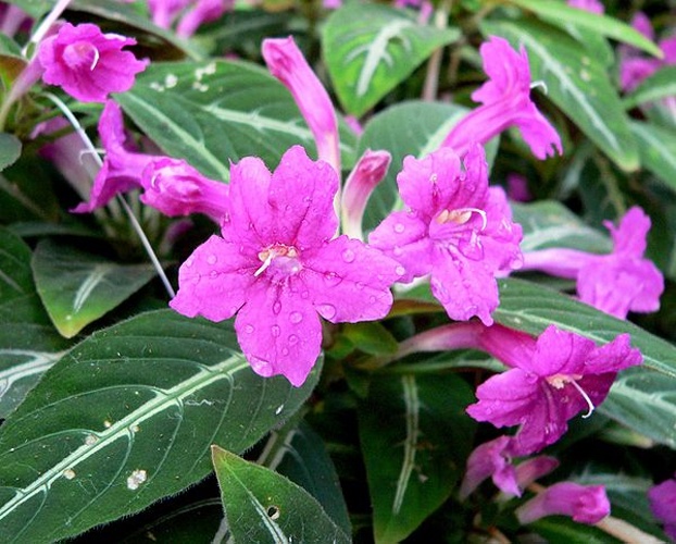 Ruellia makoyana &copy; <a href="//commons.wikimedia.org/wiki/User:Stan_Shebs" title="User:Stan Shebs">Stan Shebs</a>
