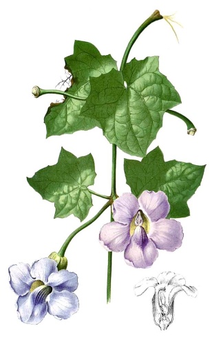 Thunbergia grandiflora &copy; Francisco Manuel Blanco (O.S.A.)