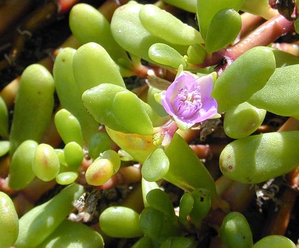Sesuvium portulacastrum &copy; by Eric Guinther (<a href="https://en.wikipedia.org/wiki/User:Marshman" class="extiw" title="en:User:Marshman">Marshman</a> at <a class="external text" href="http://en.wikipedia.org">en.wikipedia</a>)