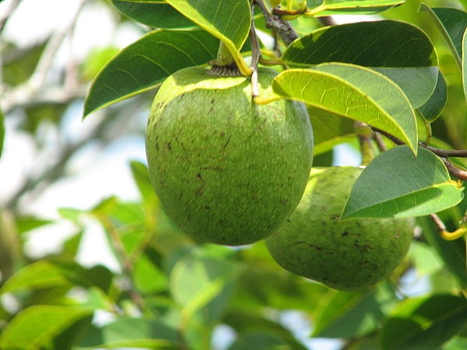 Annona glabra &copy; <a href="https://en.wikipedia.org/wiki/User:CiXeL" class="extiw" title="wikipedia:User:CiXeL">CiXeL</a> at <a href="https://en.wikipedia.org/wiki/" class="extiw" title="wikipedia:">English Wikipedia</a>