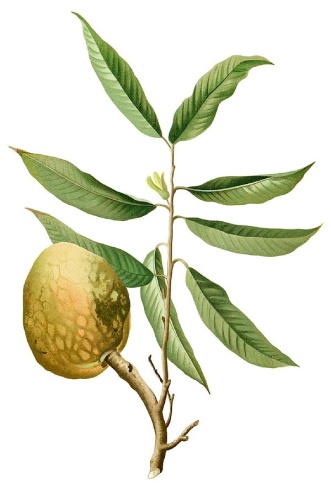 Annona reticulata &copy; Francisco Manuel Blanco (O.S.A.)