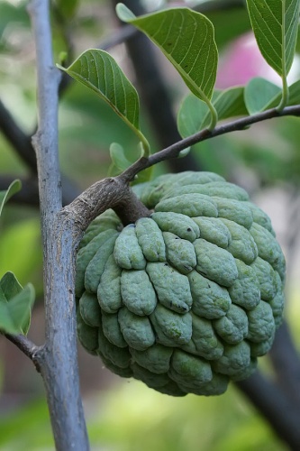 Annona squamosa &copy; <b><a href="https://en.wikipedia.org/wiki/User:Muhammad_Mahdi_Karim" class="extiw" title="w:User:Muhammad Mahdi Karim">Muhammad Mahdi Karim</a></b>