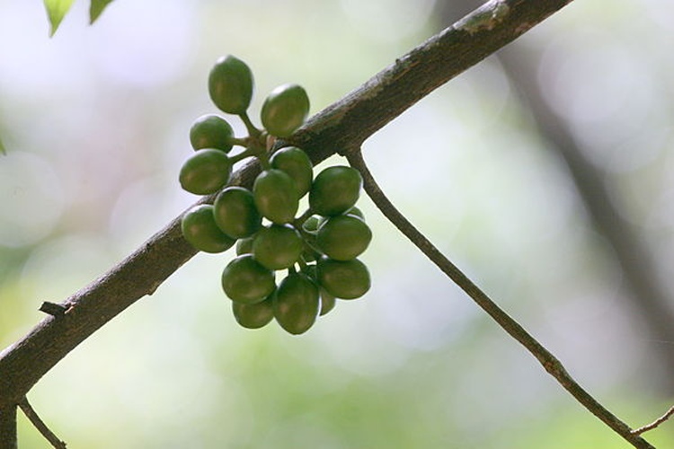 Polyalthia coffeoides © <a href="//commons.wikimedia.org/wiki/User:Gihan_Jayaweera" title="User:Gihan Jayaweera">Gihan Jayaweera</a>