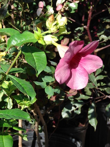 Allamanda blanchetii © <a rel="nofollow" class="external text" href="http://www.hear.org/starr/">Forest &amp; Kim Starr</a>