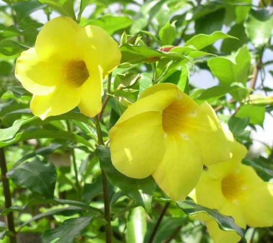 Allamanda cathartica © <a href="//commons.wikimedia.org/w/index.php?title=User:Ngocnk2&amp;action=edit&amp;redlink=1" class="new" title="User:Ngocnk2 (page does not exist)">Ngocnk2</a>