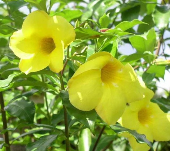 Allamanda cathartica &copy; <a href="//commons.wikimedia.org/w/index.php?title=User:Ngocnk2&amp;action=edit&amp;redlink=1" class="new" title="User:Ngocnk2 (page does not exist)">Ngocnk2</a>
