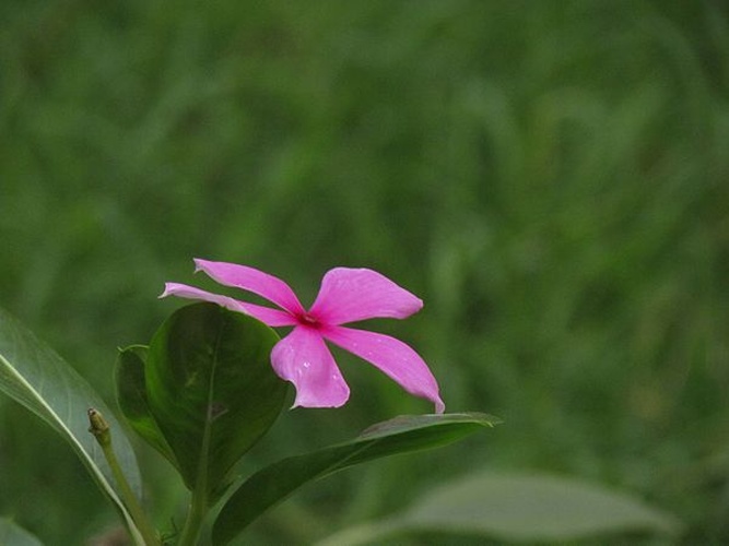 Catharanthus roseus © <a href="//commons.wikimedia.org/w/index.php?title=User:Dkgwiki&amp;action=edit&amp;redlink=1" class="new" title="User:Dkgwiki (page does not exist)">Deepak Gupta</a>