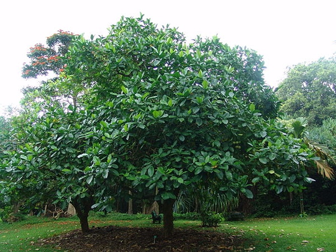 Tabernaemontana crassa © Drew Avery