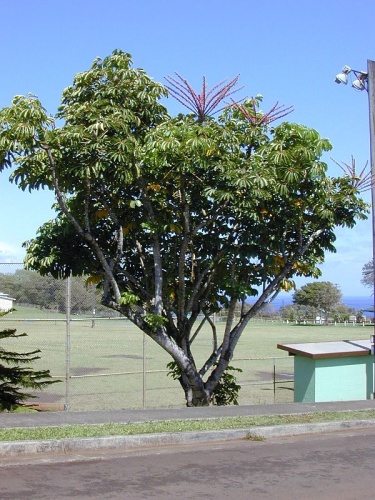 Schefflera actinophylla © <a rel="nofollow" class="external text" href="http://www.hear.org/starr/">Forest &amp; Kim Starr</a>