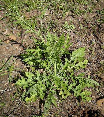 Parthenium hysterophorus © <a href="//commons.wikimedia.org/w/index.php?title=User:Ethel_Aardvark&amp;action=edit&amp;redlink=1" class="new" title="User:Ethel Aardvark (page does not exist)">Ethel Aardvark</a>