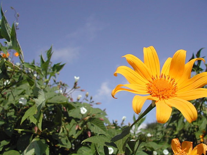 Tithonia diversifolia © <a href="//commons.wikimedia.org/wiki/User:Thierry_Caro" title="User:Thierry Caro">Thierry Caro</a>