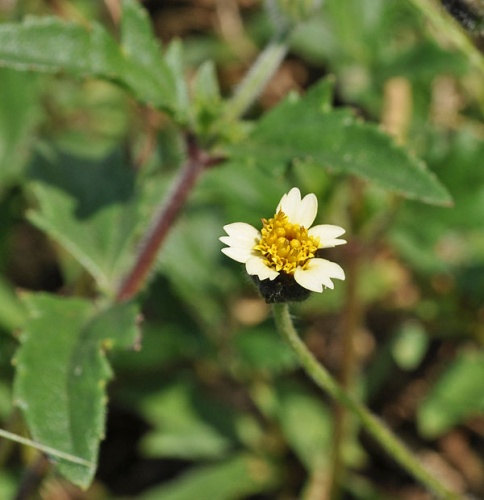 Tridax procumbens © Wibowo Djatmiko (<a href="//commons.wikimedia.org/wiki/User:Wie146" title="User:Wie146">Wie146</a>)