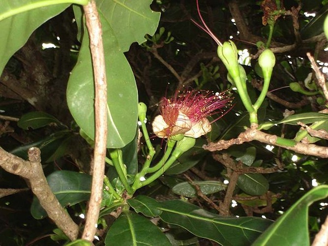 Barringtonia asiatica © <a href="//commons.wikimedia.org/wiki/User:Tau%CA%BBolunga" title="User:Tauʻolunga">Tauʻolunga</a>