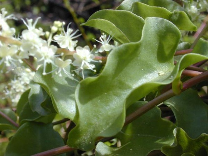 Anredera cordifolia © 