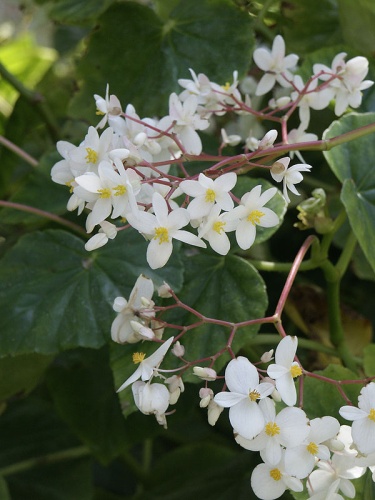 Begonia minor &copy; <a rel="nofollow" class="external text" href="https://www.flickr.com/people/12017190@N06">scott.zona</a> from Miami, Florida, USA