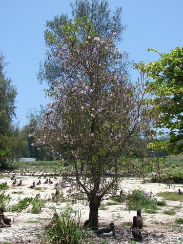 Tabebuia heterophylla © <a rel="nofollow" class="external text" href="http://www.hear.org/starr/">Forest &amp; Kim Starr</a>