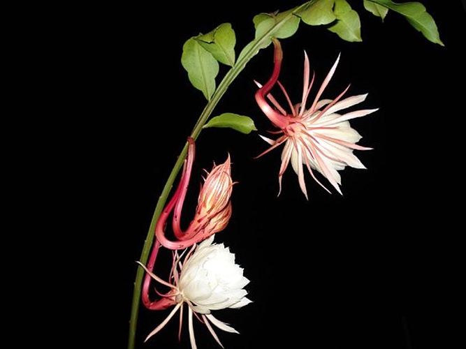 Epiphyllum oxypetalum © <a rel="nofollow" class="external text" href="https://www.flickr.com/people/86786083@N00">Elisa Arteaga</a> from Caracas, Venezuela