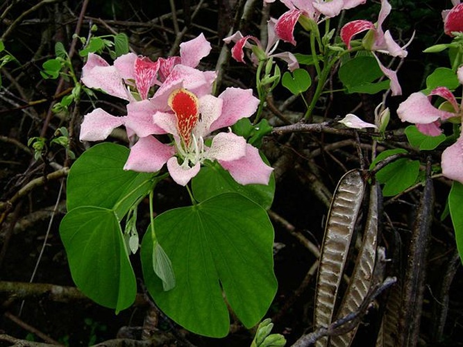 Bauhinia monandra © <a href="//commons.wikimedia.org/wiki/User:Tau%CA%BBolunga" title="User:Tauʻolunga">Tauʻolunga</a>