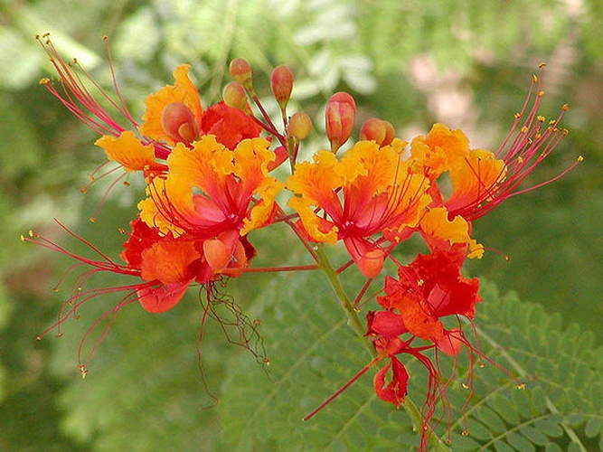 Caesalpinia pulcherrima © <a href="//commons.wikimedia.org/wiki/User:Stan_Shebs" title="User:Stan Shebs">Stan Shebs</a>