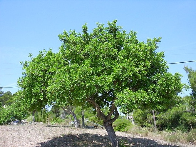 carob tree &copy; 