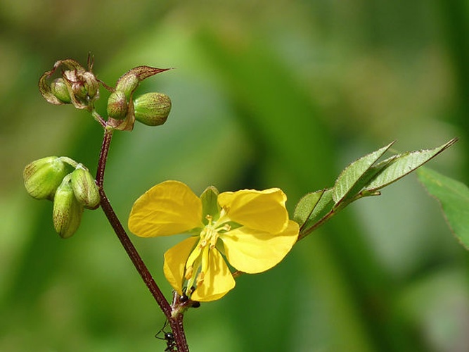 Senna occidentalis © <bdi><a href="https://www.wikidata.org/wiki/Q42412772" class="extiw" title="d:Q42412772">Jeevan Jose</a>
</bdi>