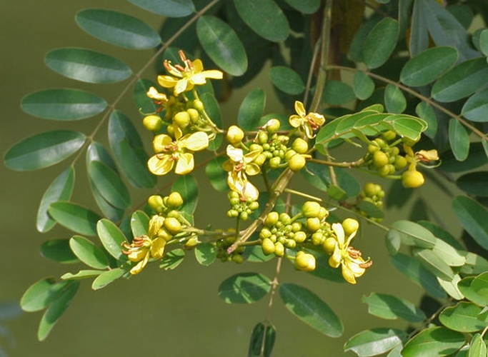 Senna siamea © <a href="//commons.wikimedia.org/wiki/User:J.M.Garg" title="User:J.M.Garg">J.M.Garg</a>