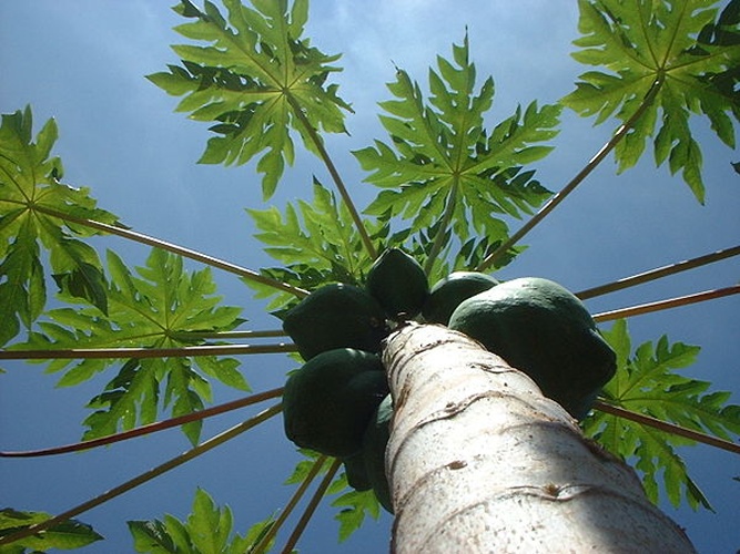 Carica papaya © No machine-readable author provided. <a href="//commons.wikimedia.org/w/index.php?title=User:Jagbot&amp;action=edit&amp;redlink=1" class="new" title="User:Jagbot (page does not exist)">Jagbot</a> assumed (based on copyright claims).