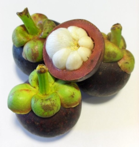 Garcinia mangostana © 