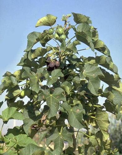 Jatropha curcas © 