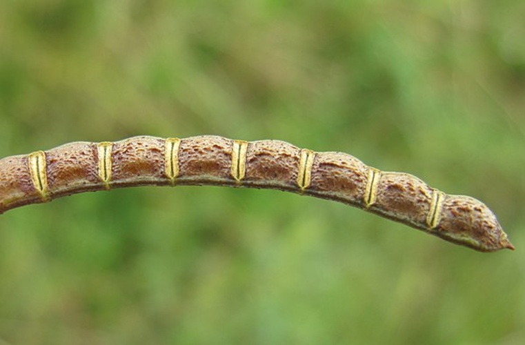 Aeschynomene indica © <a rel="nofollow" class="external text" href="https://www.flickr.com/photos/73840284@N04/">Macleay Grass Man</a>