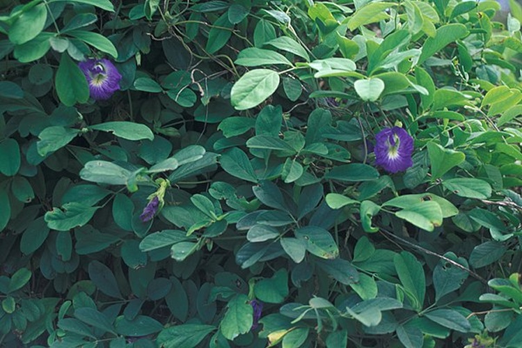 Clitoria ternatea © <a rel="nofollow" class="external text" href="http://www.hear.org/starr/">Forest &amp; Kim Starr</a>