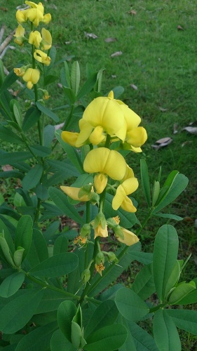 Crotalaria retusa © <a href="//commons.wikimedia.org/w/index.php?title=User:Mokkie&amp;action=edit&amp;redlink=1" class="new" title="User:Mokkie (page does not exist)">Mokkie</a>