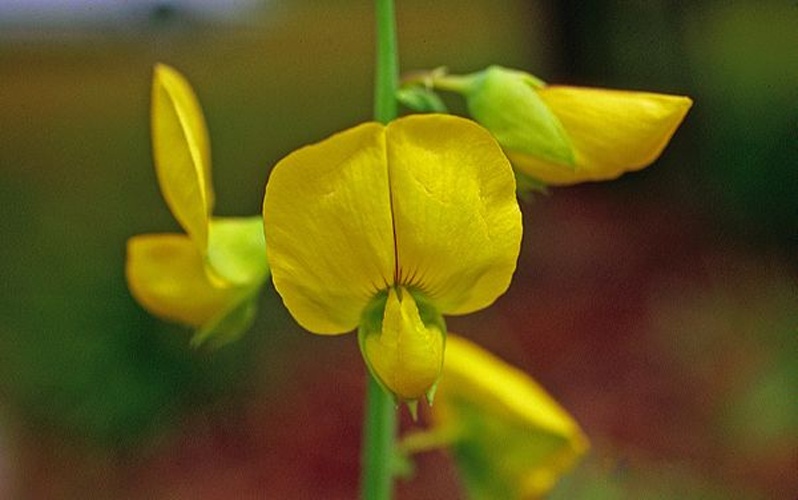 Crotalaria spectabilis © John D. Bird, MS State University, USA, bugwood.org
