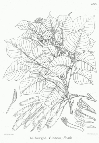 Dalbergia sissoo &copy; 