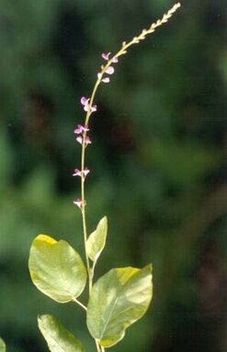 Desmodium gangeticum © E. Kunhikrishnan