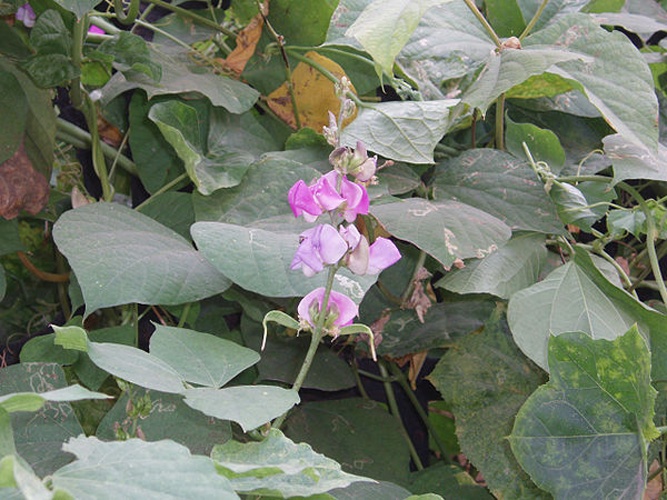 Lablab purpureus &copy; Taken by <a href="//commons.wikimedia.org/wiki/User:Fanghong" title="User:Fanghong"> Fanghong</a>