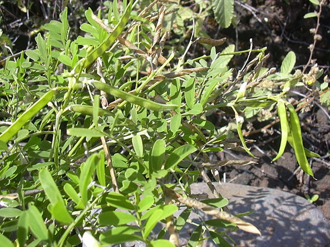 Tephrosia purpurea © <a rel="nofollow" class="external text" href="http://www.hear.org/starr/">Forest &amp; Kim Starr</a>